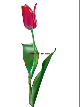 郁金香花