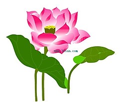 蓮花