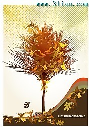 楓樹楓葉