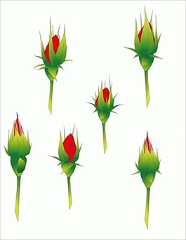 玫瑰花蕾