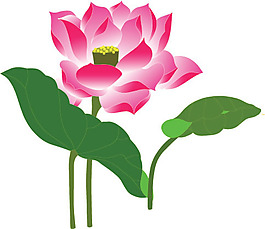 蓮花