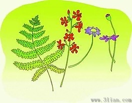 鮮花花卉