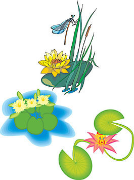 荷花