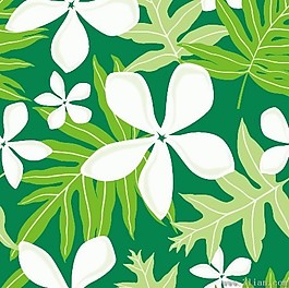 綠色葉子,白色花卉