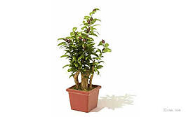 室內盆景植物3D模型