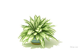 虎皮蘭盆栽3D模型