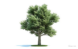 綠色樹木3D模型