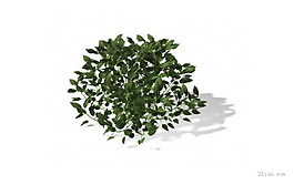 绿色植物3D模型