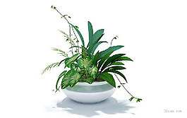 室內(nèi)裝飾植物3D模型