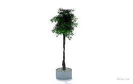 3D盆栽植物模型