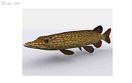海魚3d模型