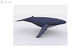 海魚3d模型