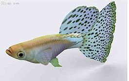 魚類3D模型