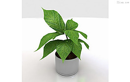 3D家居植物模型