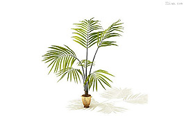 3D家居植物模型