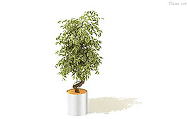 3D家居植物模型