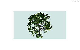 3D樹木植物模型