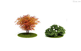 植物模型