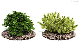 3D園林植物模型