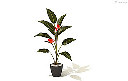 室內植物模型