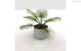 3D室内植物模型