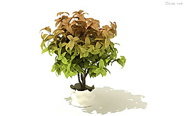 室内植物3D模型