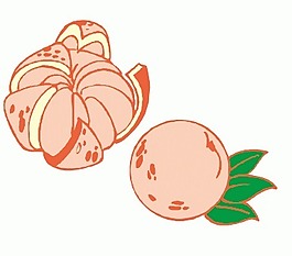 矢量圖柚子