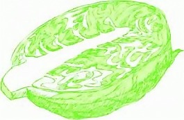 大白菜矢量图下载
