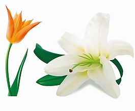 郁金香百合矢量图