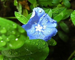 牵牛花高清植物矢量壁纸素材