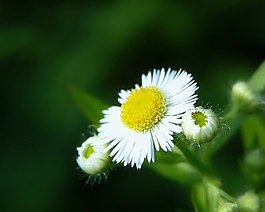 高清菊花壁纸