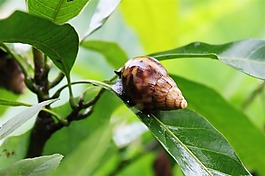 蝸牛圖片