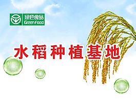 水稻