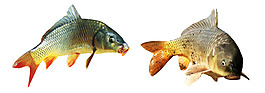 魚(yú)