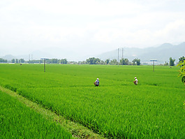 田野绿色水稻自然风景