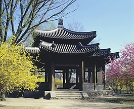 春天的皇家園林亭子迎春花桃花