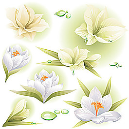 白色鮮艷的花朵矢量素材