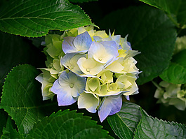 高清花風(fēng)景素材