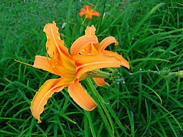 百合花