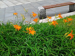 百合花