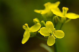 油菜花