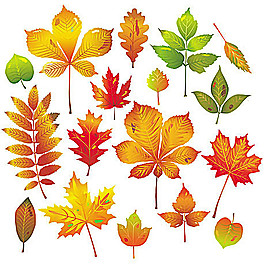 多款精美楓葉矢量素材
