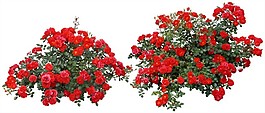 免抠红色花丛节日花坛设计效果图素材
