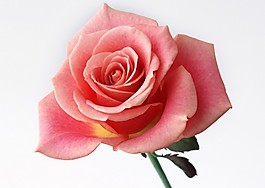 月季花