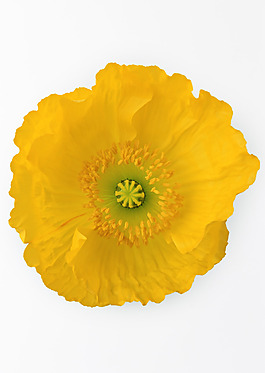 黃花