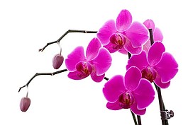 兰花特写
