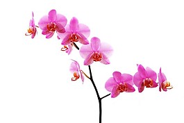 名貴花卉