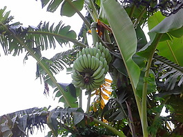 香蕉