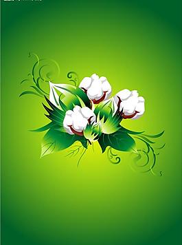 棉花圖片