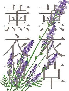薰衣草圖片